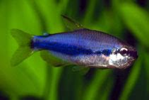 Freshwater Animal: Characidae