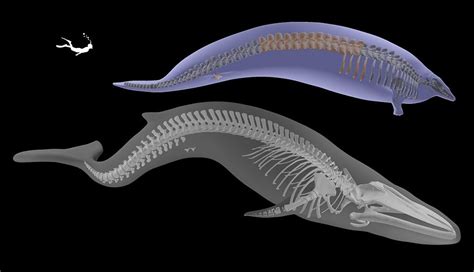 This could be the biggest animal to have ever lived on Earth - BBC Newsround