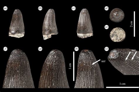 Machimosaurus sp., NHMUK PV R36793. Isolated tooth crown in (a) lingual... | Download Scientific ...