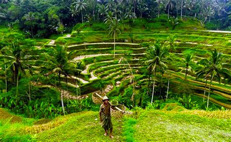 Tegalalang Rice Terrace, Bali Swing & Tegenungan Waterfall