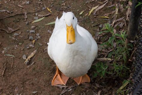 Duck Breeds: 14 Breeds YOU Could Own and Their Facts at a Glance