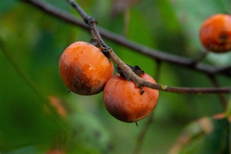 American Persimmon Seedling – Chestnut Hill Outdoors