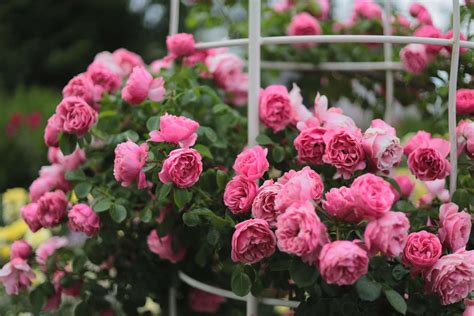 How to Grow and Care for Floribunda Roses