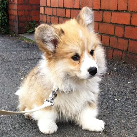 Fluffy Corgi puppy. : aww