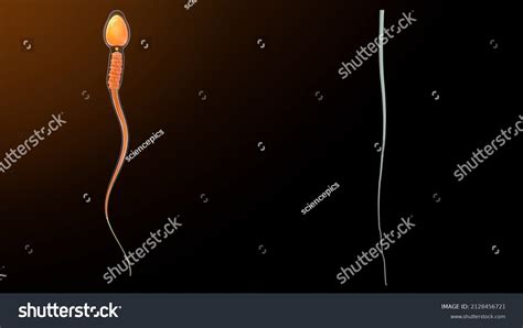 Human Sperm Cell Axial Filament Anatomy Stock Illustration 2128456721 | Shutterstock