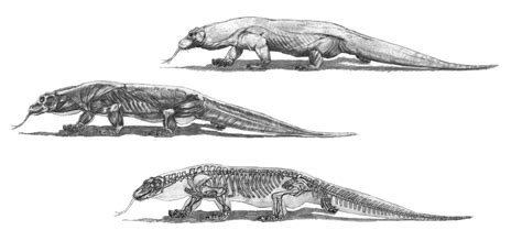 Komodo Dragon Anatomy