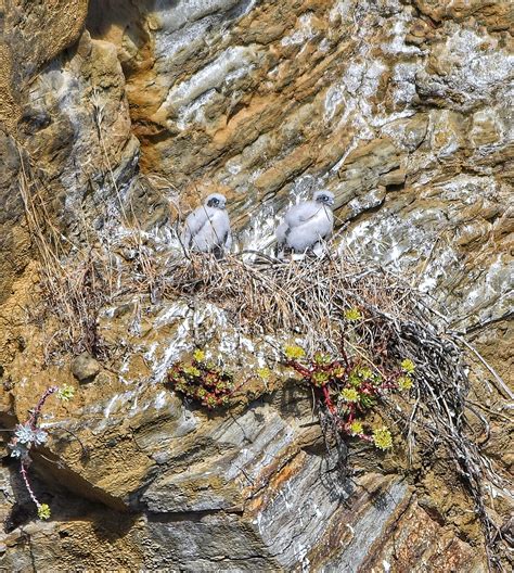 A THIRD Peregrine Falcon nest was discovered on the Mendocino coast ...