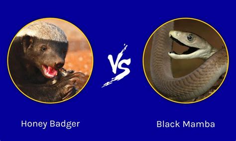 Honey Badger vs Black Mamba: Who Would Win in a Fight? - A-Z Animals