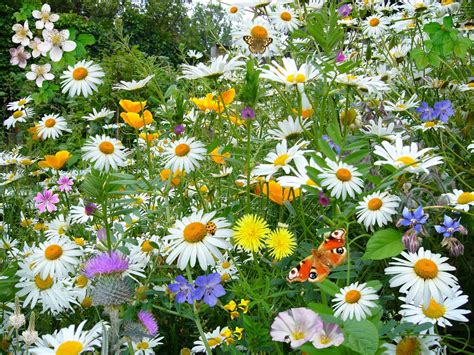 Fleurs Sauvages, Printemps Photo stock libre - Public Domain Pictures