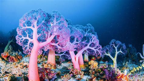 How Deep-Sea Coral Reefs Protect Marine Biodiversity | LIVEKINDLY