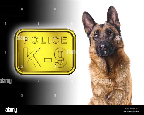 Police German Shepherd Wallpaper