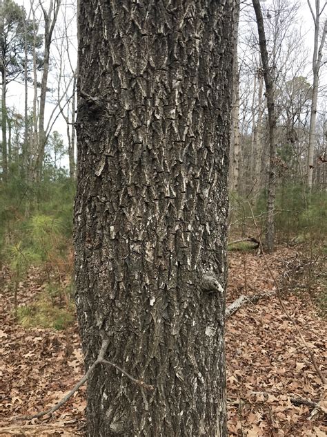 Pignut Hickory Tree