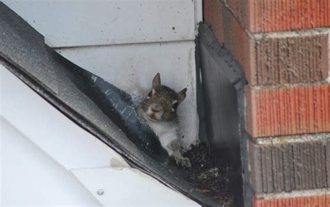 Why DIY Squirrel Prevention is Ineffective