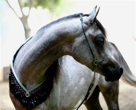 a close up of a horse wearing a bridle