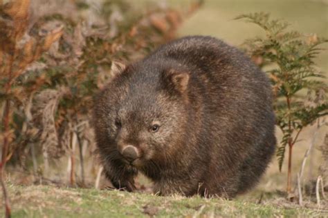 Common wombat Facts for Kids