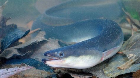 Eel protections screens for Tees, Tyne, Wear and Coquet rivers - BBC News