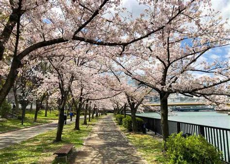 Cherry Blossom Viewing: The Top 10 Spots in Osaka - Osaka.com