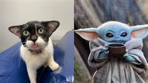 This adorable rescue cat is going viral for her resemblance to Baby Yoda - ABC News