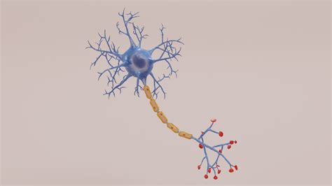 3D Neuron Rigged - TurboSquid 1770274