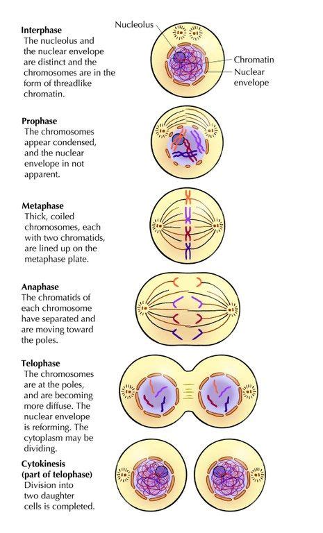 Diagram Illustrating The 4 Phases Of Mitosis Mitosis Phases