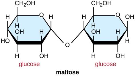 Maltose Structure Diagram