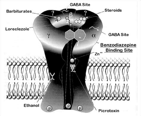 The GABA A receptor complex and its modulatory sites (for... | Download ...