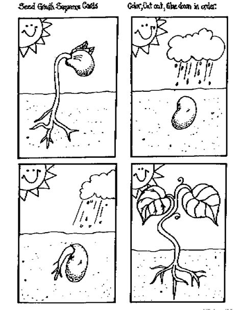 Stages Of Seed Germination Worksheet