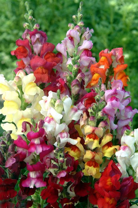 ANTIRRHINUM majus Circus Clowns - Muller Seeds