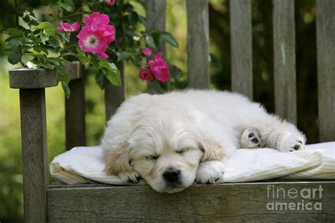 Golden Retriever Puppy Sleeping Photograph by John Daniels - Fine Art ...