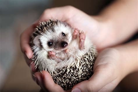 Hedgehog Facts and Considerations | South Wilton Vet