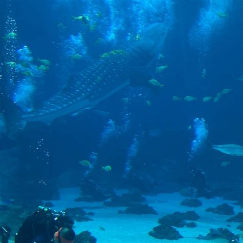 Georgia Aquarium Tickets - Atlanta | Tiqets.com