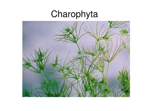 PPT - Charophyta PowerPoint Presentation, free download - ID:663591