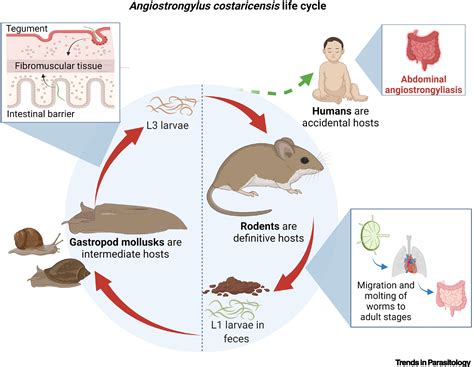 Angiostrongylus Cantonensis