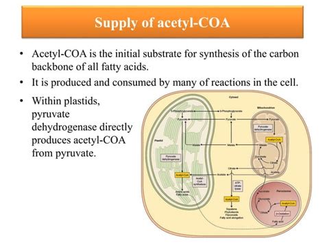 Lipids metabolism in plants