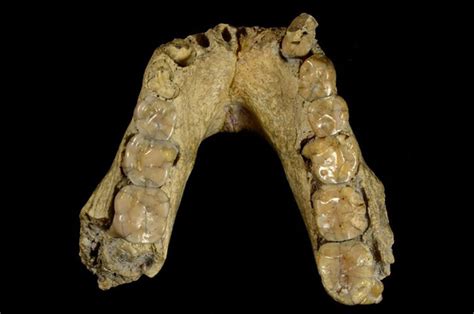 Australopithecus afarensis, Lucy's species (2022)