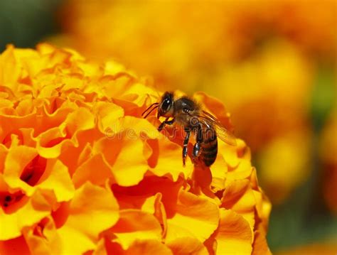 Bee Pollinating a Cempasuchil Flower in Tepoztlan, Morelos, Mexico I ...