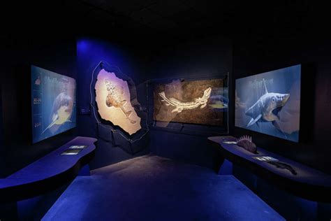 Houston museum's interactive aquarium, shark exhibit now open