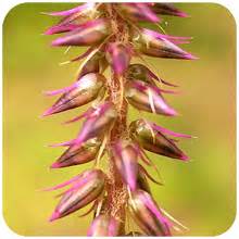 Achyranthes Aspera - Ayurvedic Herb