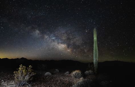 Saguaro at Night – Rod Stark Photography