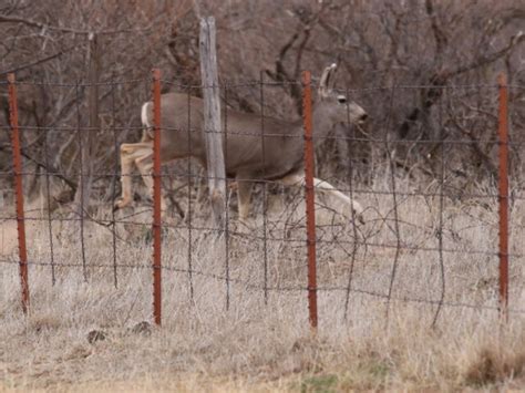 West Texas Wildlife – DFW Urban Wildlife