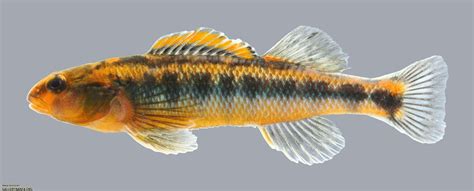 Virginia Tech Ichthyology Class : Appalachia Darter: An Endemic Black-Blotched Darter of the New ...