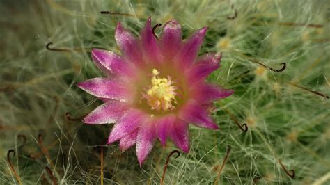 Cactus flower blooming time lapse. 16839526 Stock Video at Vecteezy