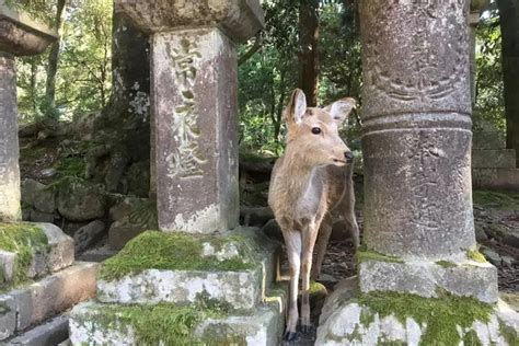 "Nara City, Nara Park, Temples & Shrines: Explore the Rich Cultural ...