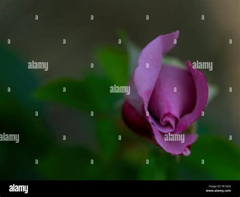 Rose bud hi-res stock photography and images - Alamy