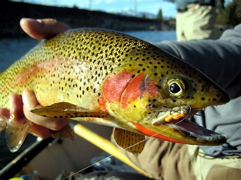 Montana Flyfishing Connection - RIVERS