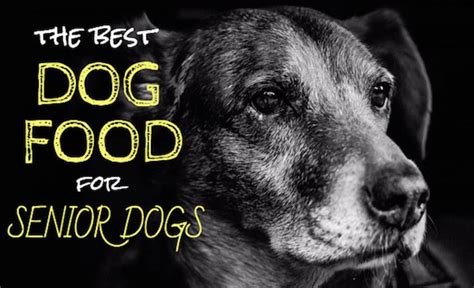 6 Best Dog Food For Senior Dogs: Our Top Picks for Older Canines!