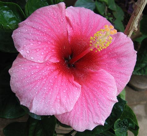 File:Hibiscus pink.jpg - Wikipedia
