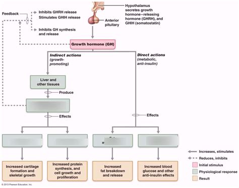 Growth Hormone (GH) Diagram | Quizlet