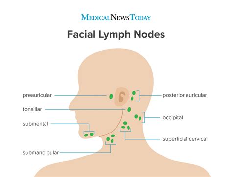 The preauricular lymph nodes sit just... - Medical News Today