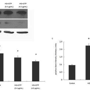 Effects of GTPs treatment on expressions of NADPH oxidase subunits... | Download Scientific Diagram